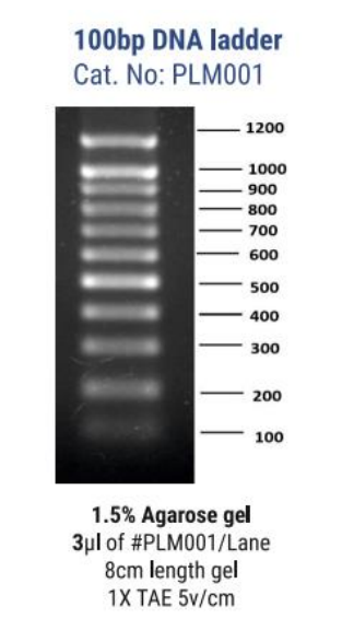 100bp DNA Ladder