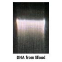 Nucleosieve® Blood DNA Extraction Kit