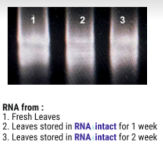 RNAintact: Stabilization solution for plant, animal cell & tissue RNA